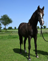 Vente de cheval : PRA�A BLACK FA%E